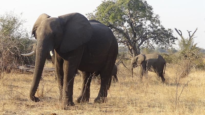 Elefanten im Bwabwata-Nationalpark