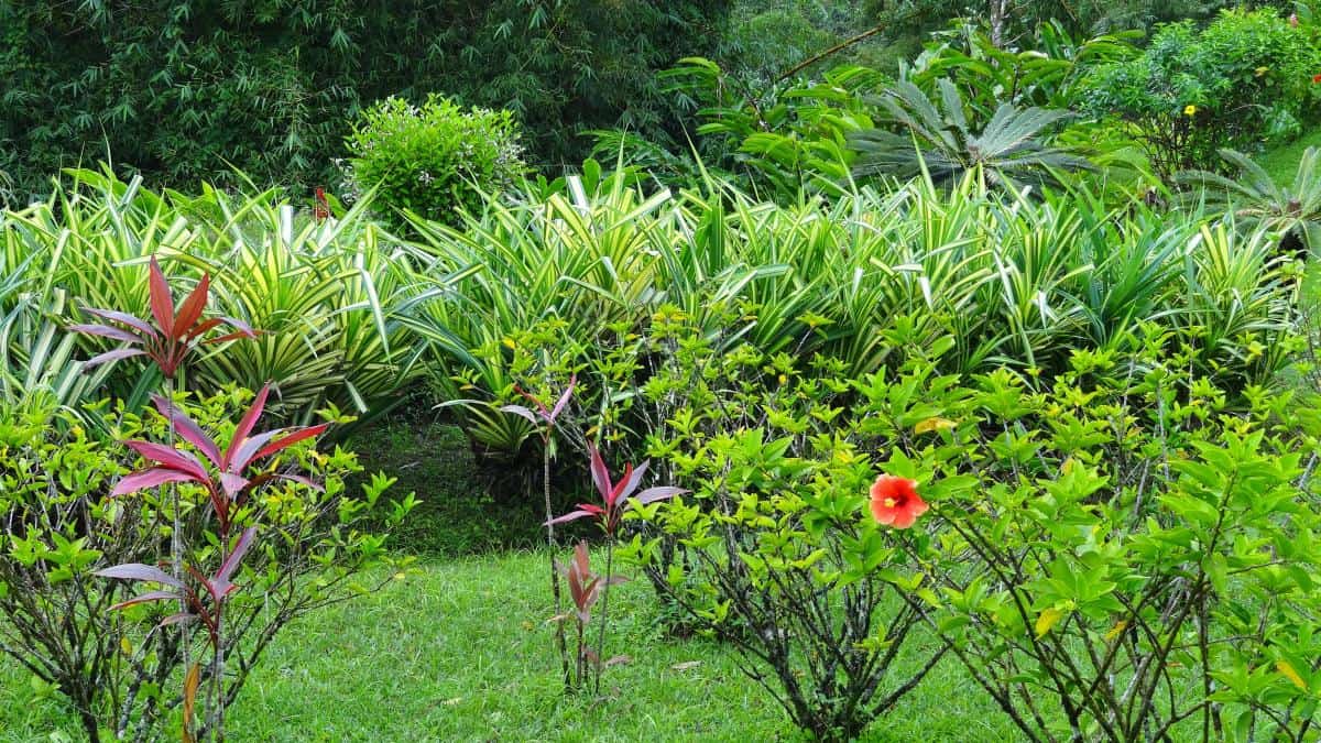 Pflanzen im Grand-Etang-Nationalpark, Grenada