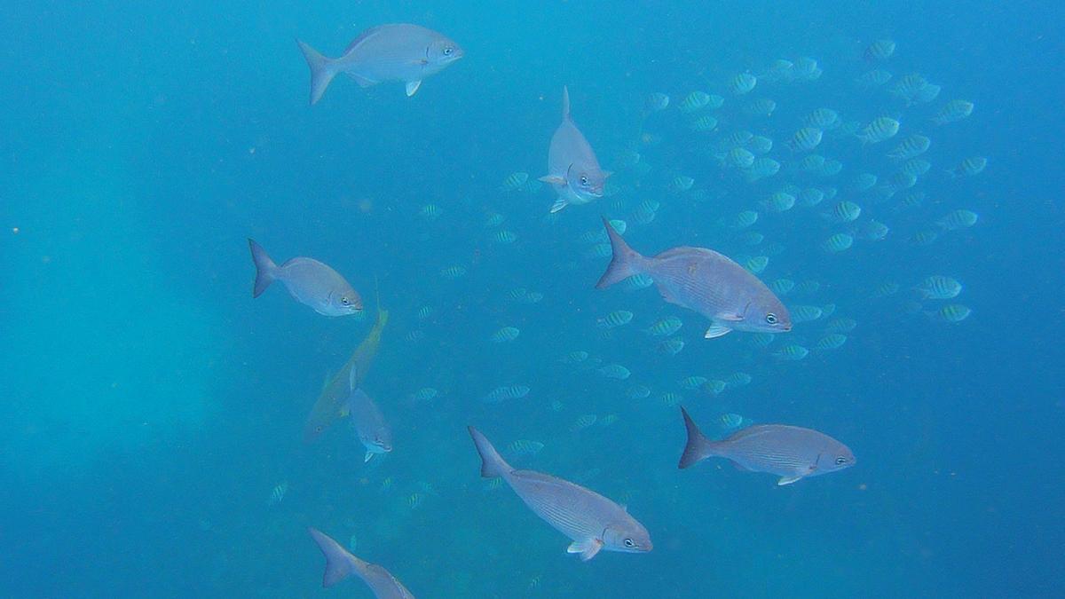 Fische, Schnorcheln, Unterwasserskulpturenpark, Grenada
