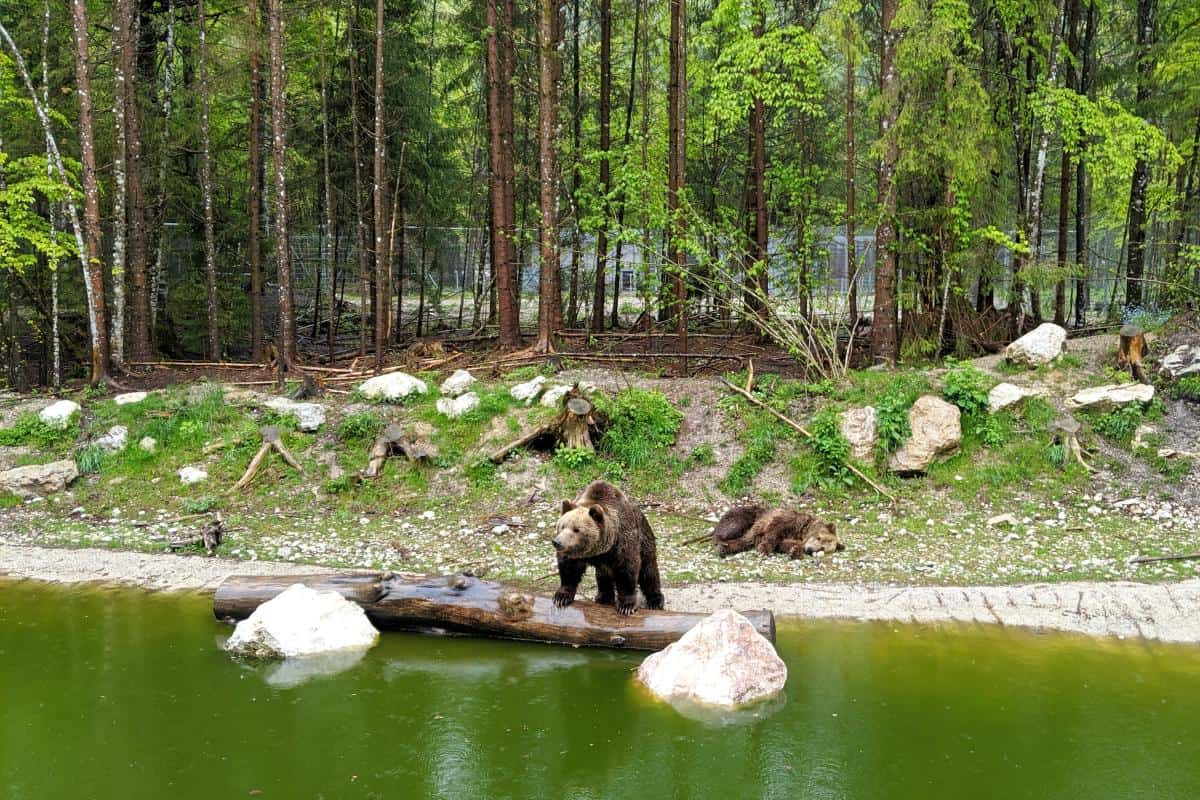 Braunbären im Cumberland Wildpark Grünau