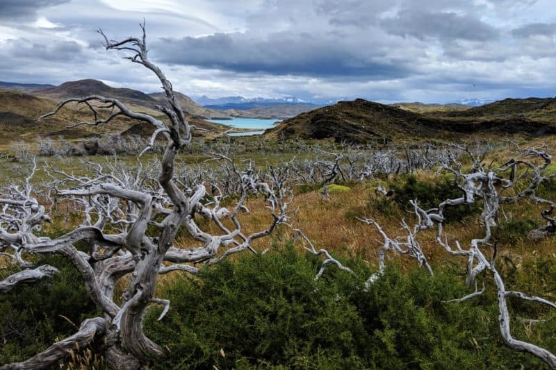 Verbrannte Bäume im Torres-del-Paine-Nationalpark