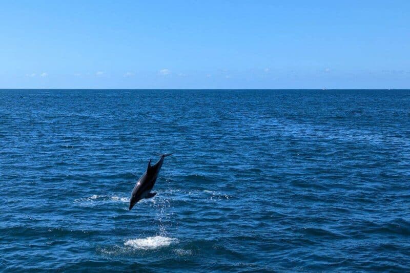 Delfin springt aus dem Wasser in der Bay of Islands