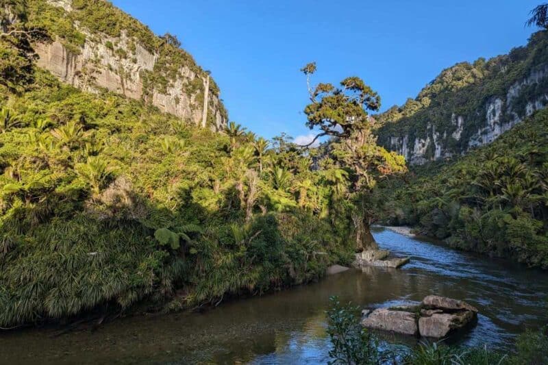 Üppige Vegetation bewächst die Felsen rund um den Pororari River