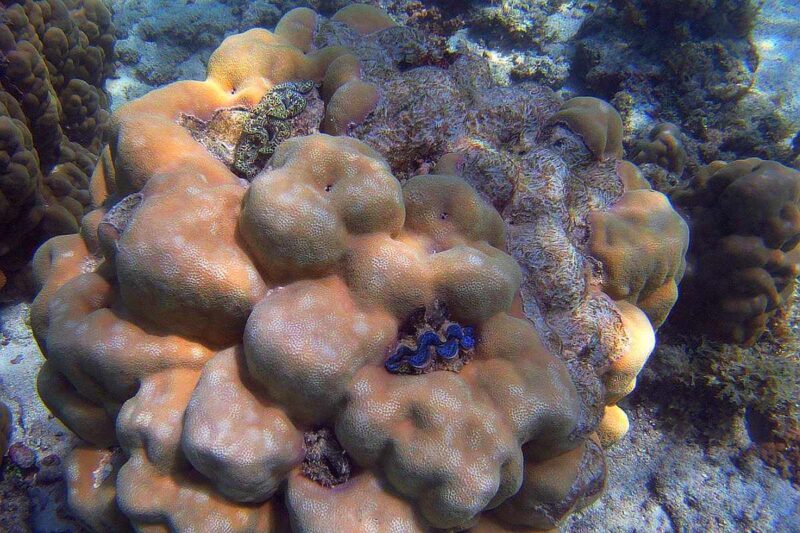 Orange-gelber Korallenstock mit blaulippiger Muschel beim Schnorcheln am Fare Beach auf Huahine