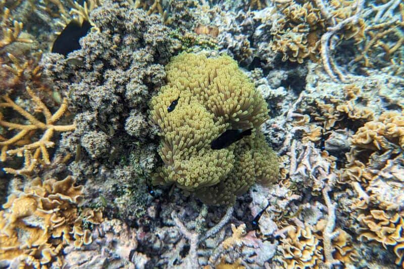 Unterwasseraufnahme mit einer gelben Korallenpflanze und schwarzen Fischen in der Lagune von Moorea