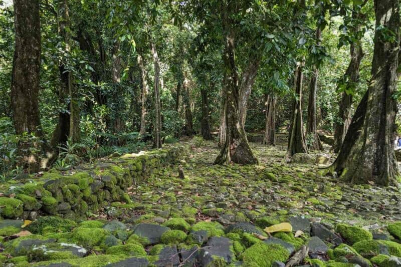 Mit Moos und mächtigen Bäumen überwucherte Steinplattform des Marae Ti‘i-rua