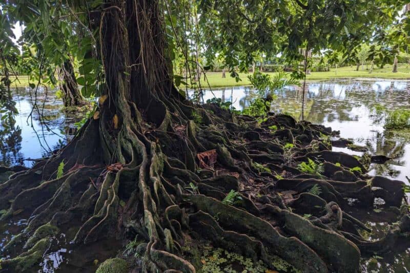 Weit gefächerte Wurzeln eines im Wasser wachsenden Baums im Jardin d'Eau de Vaipahi auf Tahiti