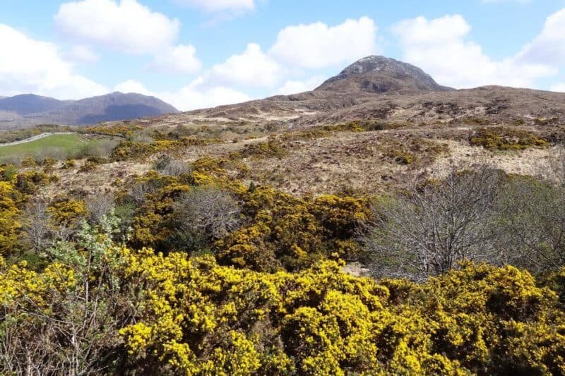 Gelber Stechginster auf einem ansonsten eher kargen Berg im Connemara National Park