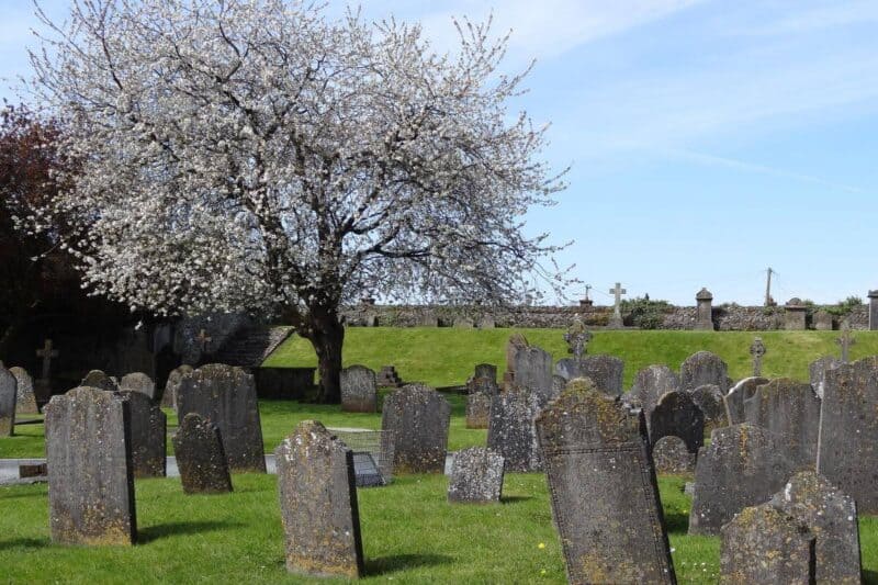 Verwitterte Grabsteine und ein weiß blühender Baum auf dem Friedhof der Sankt-Cainnech-Kathedrale in Kilkenny