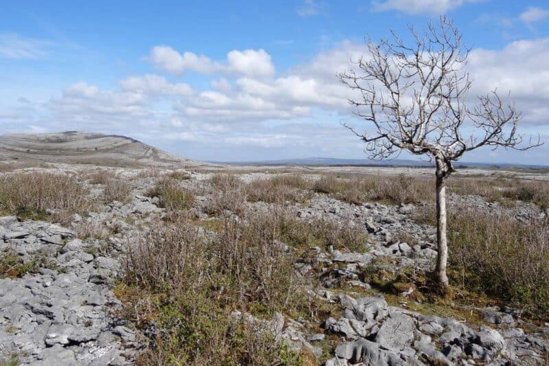 Ein verdorrter Baum steht im Burren-Nationalpark inmitten einer felsigen Landschaft mit einem gebänderten Steinhügel im Hintergrund