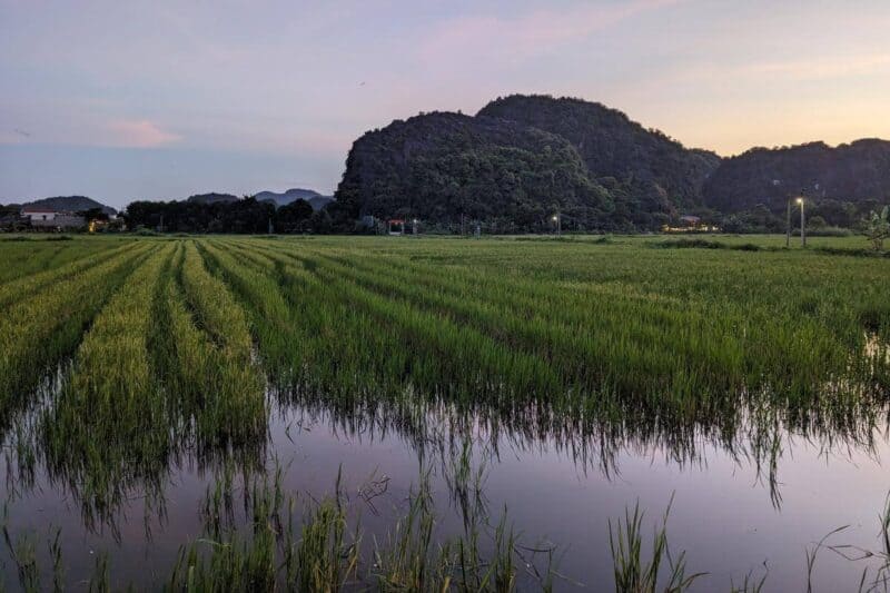 Bewässerte Reisfelder vor den Karstfelsen von Tam Coc in der Abenddämmerung