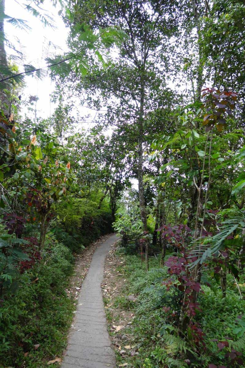 Wanderweg im Regenwald bei Munduk