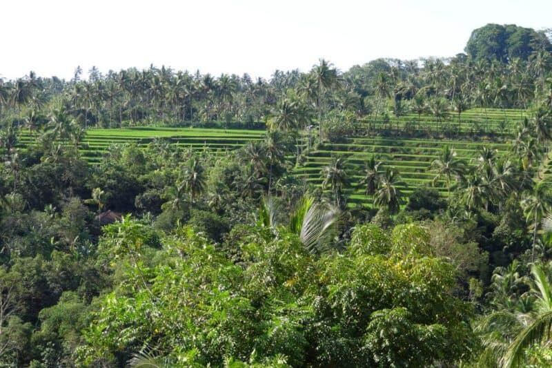 Panoramablick über die Reisterrassen der Munduk-Region auf dem Munduk Rice Terraces Walk