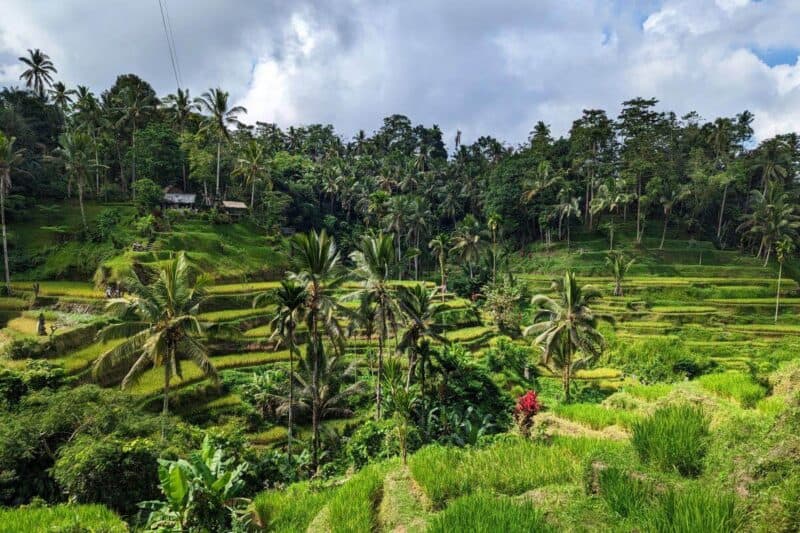 Die grünen Reisterrassen von Tegallalang
