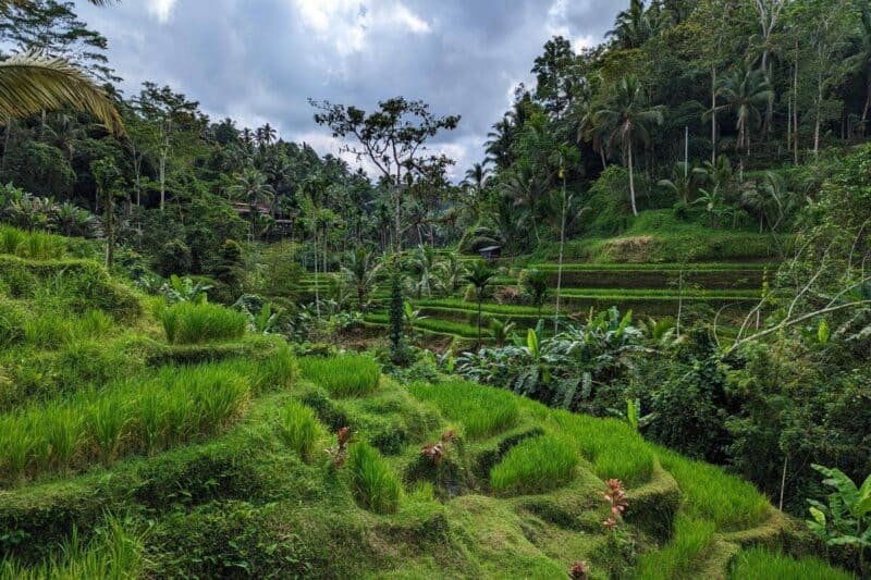 Üppig grüne Reisterrassen auf Bali