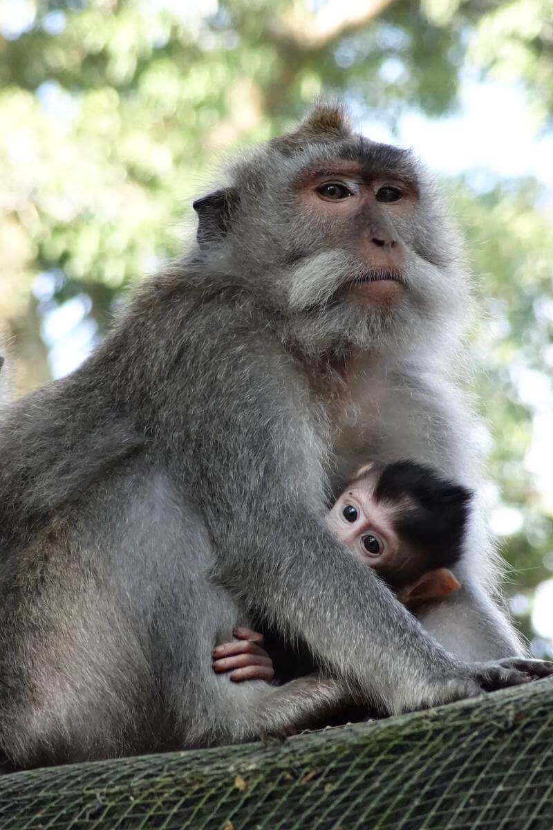 Affenmutter mit Baby im Ubud Monkey Forest