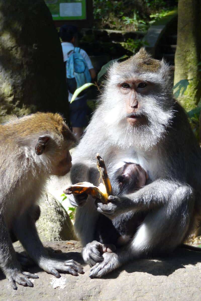 Ein Javaneraffe sitzt im Ubud Monkey Forest auf dem Boden und hält eine Frucht in der Hand, die ein anderer Affe neugierig beäugt.