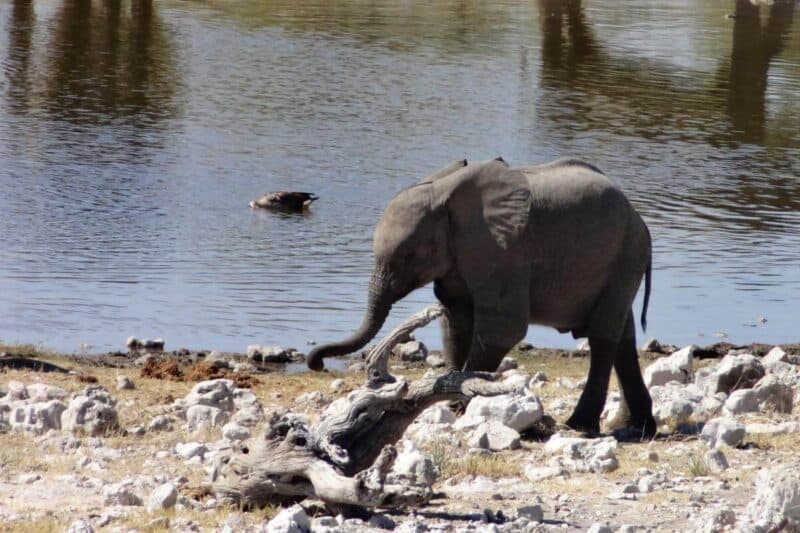 Ein Elefantenjunges an einer Wasserstelle im Etosha-Nationalpark