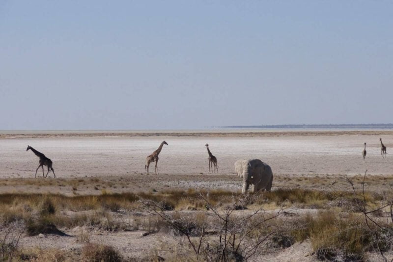 Giraffen und ein Elefant in der Etosha-Salzpfanne. Im Hintergrund scheint sich der "Küstenzug" im Boden zu spiegeln
