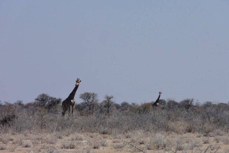 Zwei Giraffen beobachten uns aus den Büschen der Savanne im Etosha-Nationalpark in Namibia