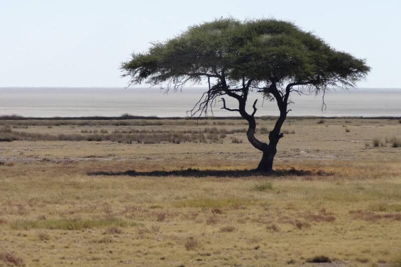 Ein Akazienbaum steht in der Savanne vor der komplett ausgetrockneten Etosha-Pfanne