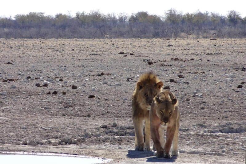 Ein Löwenpärchen streift durch den Etosha-Nationalpark