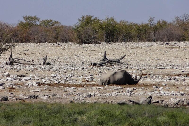 Ein Nashorn liegt auf dem kargen, felsigen Boden des Etosha-Nationalparks