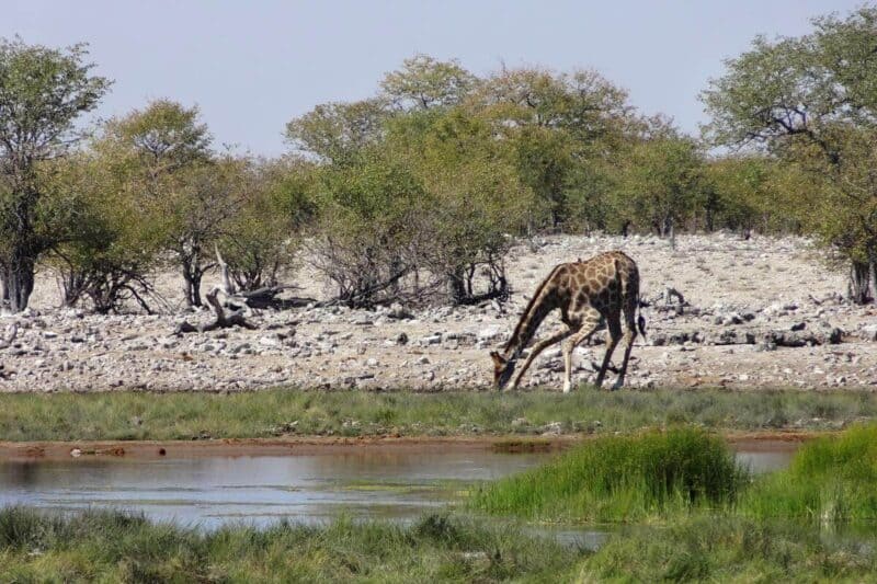 Eine Giraffe trinkt aus einer Wasserstelle im Etosha-Nationalpark