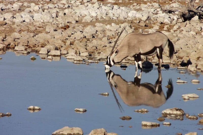 Eine Oryx-Antilope labt sich an einer Wasserstelle im Etosha-Nationalpark in Namibia