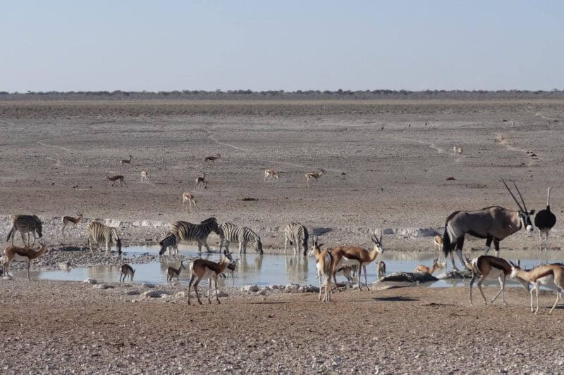 Eine Wasserstelle im Etosha-Nationalpark mit unzähligen Antilopen, Zebras und Straußen