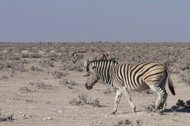 Zwei Zebras schreiten gemächlich durch die Savanne