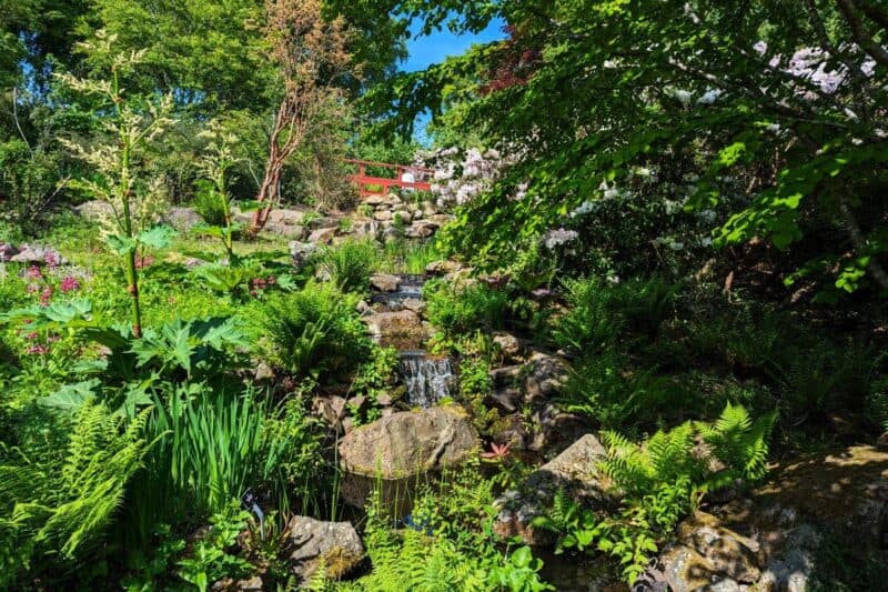 Ein kleiner Bach schlängelt sich in mehreren Wasserfällen durch die üppige Vegetation des Royal Botanic Garden in Edinburgh