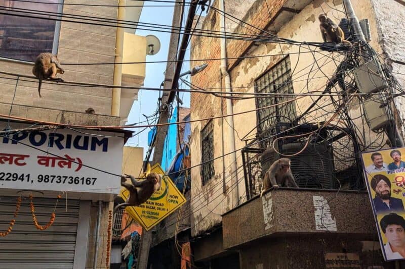 Affen an einer Stromleitung in der Altstadt von Delhi